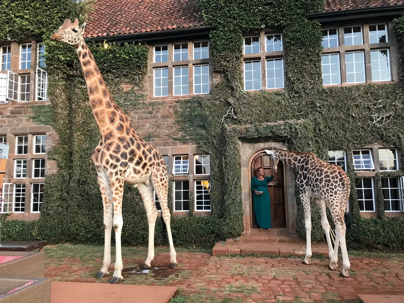 Claire B. Soares feeding giraffes at Giraffe Manor in Kenya